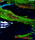 ATSR-2 Image