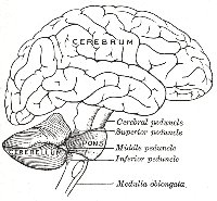 The human brain