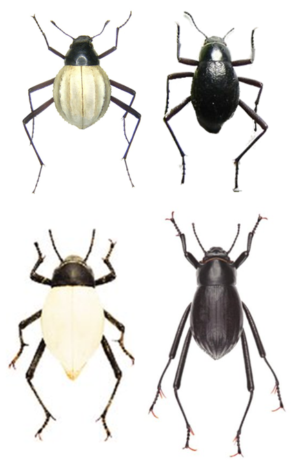 Diversity of Namib Desert beetles