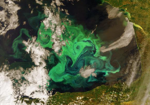 Phytoplankton bloom as seen by ESA's Envisat satellite
