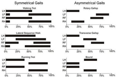 **Figure 2:** Diagrams for analysing different gaits, as introduced by Hildebrand \[13\].