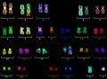 Multi-fluorescent chromosome map