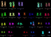Multi-fluorescent chromosome map