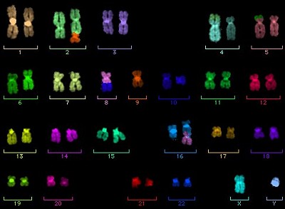 Multi-fluorescent chromosome map