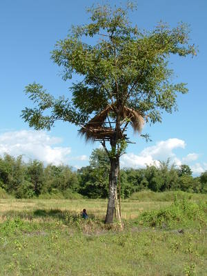 Farmers construct watchtowers on trees