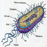 Bacteria