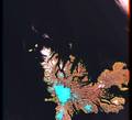Landsat image of Kerguelen Islands (infrared)