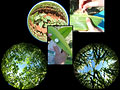 Detailed characterisation of vegetation properties