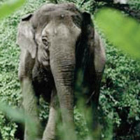 The Asian elephant