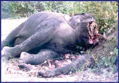 Elephant killed by angry villagers