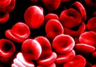 red blood cells