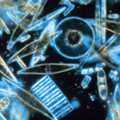 Marine phytoplankton