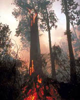 Logging makes forest fires more devastating