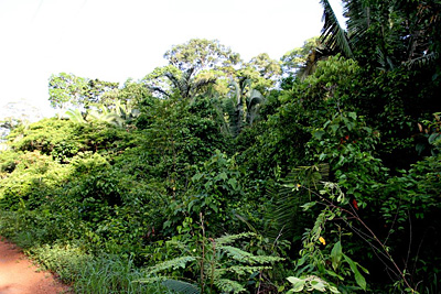 Forest along small gravel road