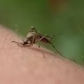 Vecmap tracks the Asian bush mosquito