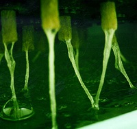 Arabidopsis roots in a solution