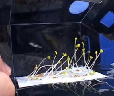 Seeds light box - space