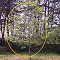 Tree sample to map vegetation fluorescence
