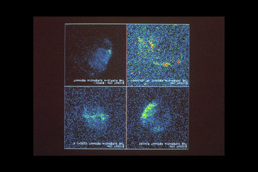 Exosat view of supernova remnants