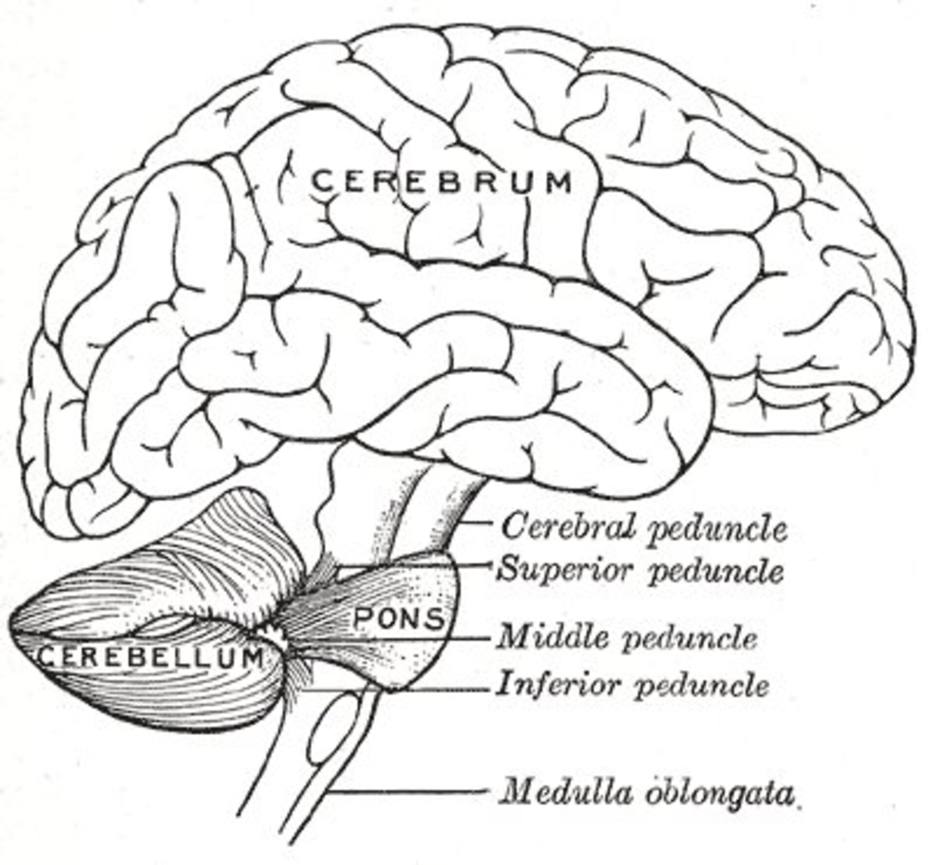 The human brain