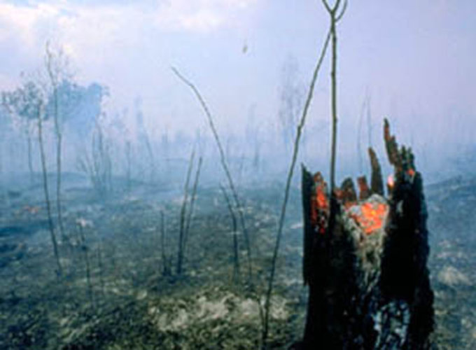 Total devastation in East Kalimantan