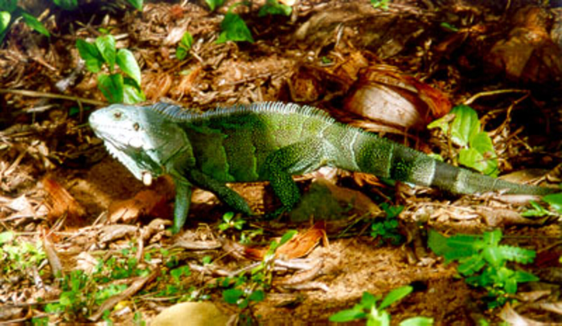 Ein Leguan in Französisch-Guyana