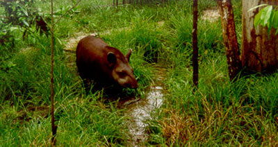 Ein Tapir in Französisch-Guyana