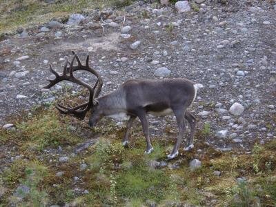 A reindeer – a sight often seen during the campaign in Kiruna, Sweden