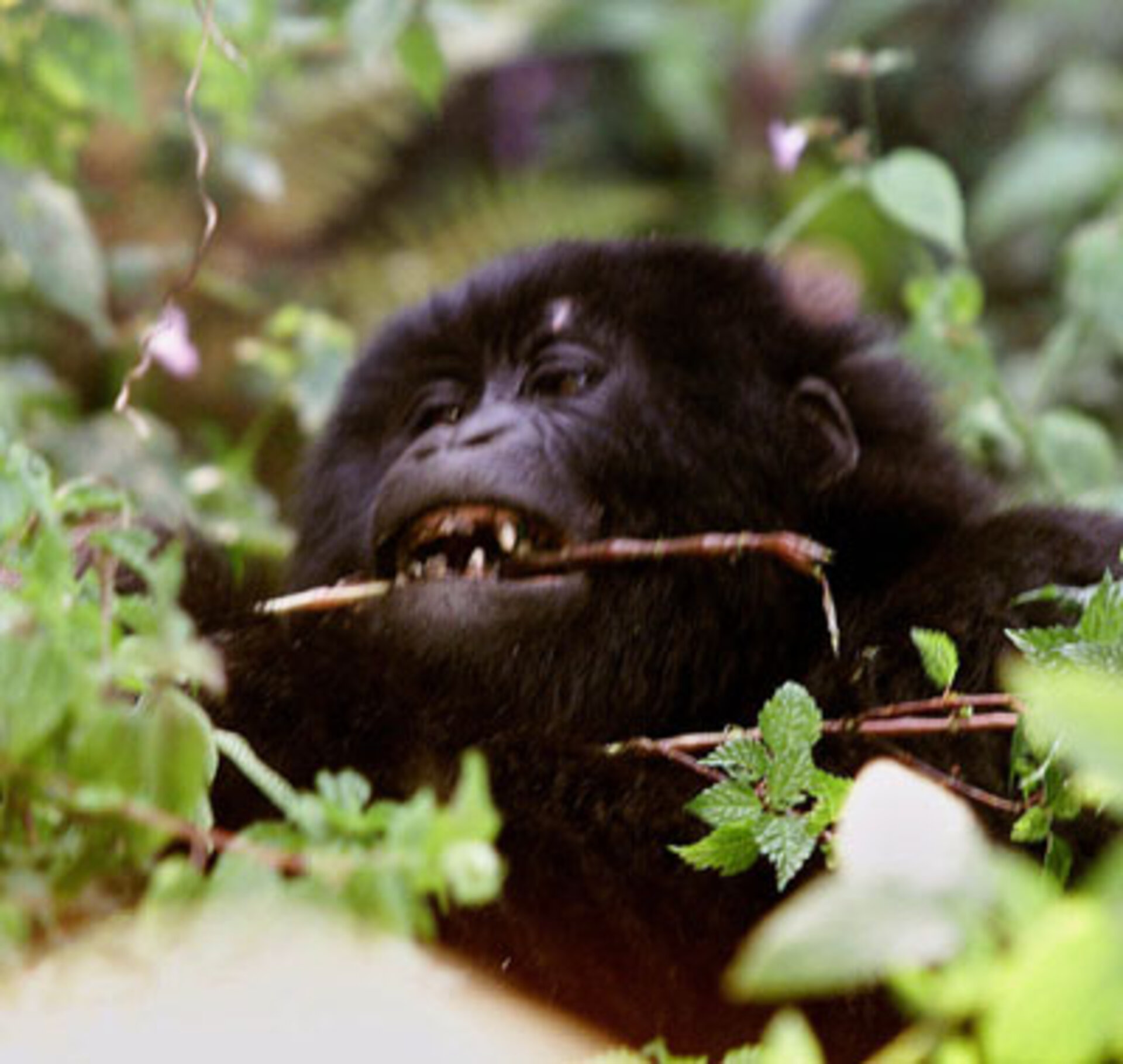 An adolescent mountain gorilla