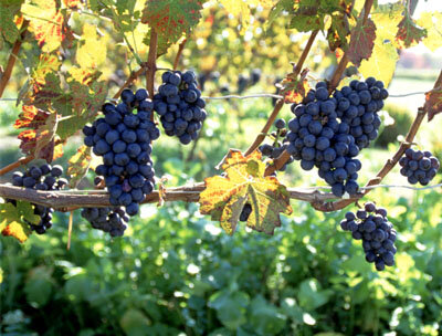 Cabernet Sauvignon grapes