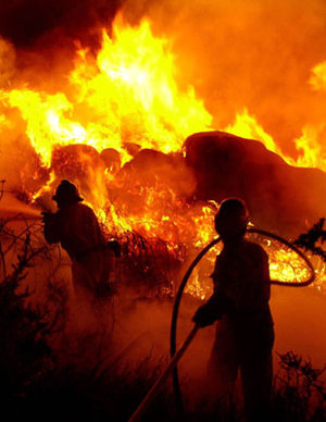 Jährlich werden in den mediterranen Regionen eine halbe Million Hektar Wald durch Brände vernichtet