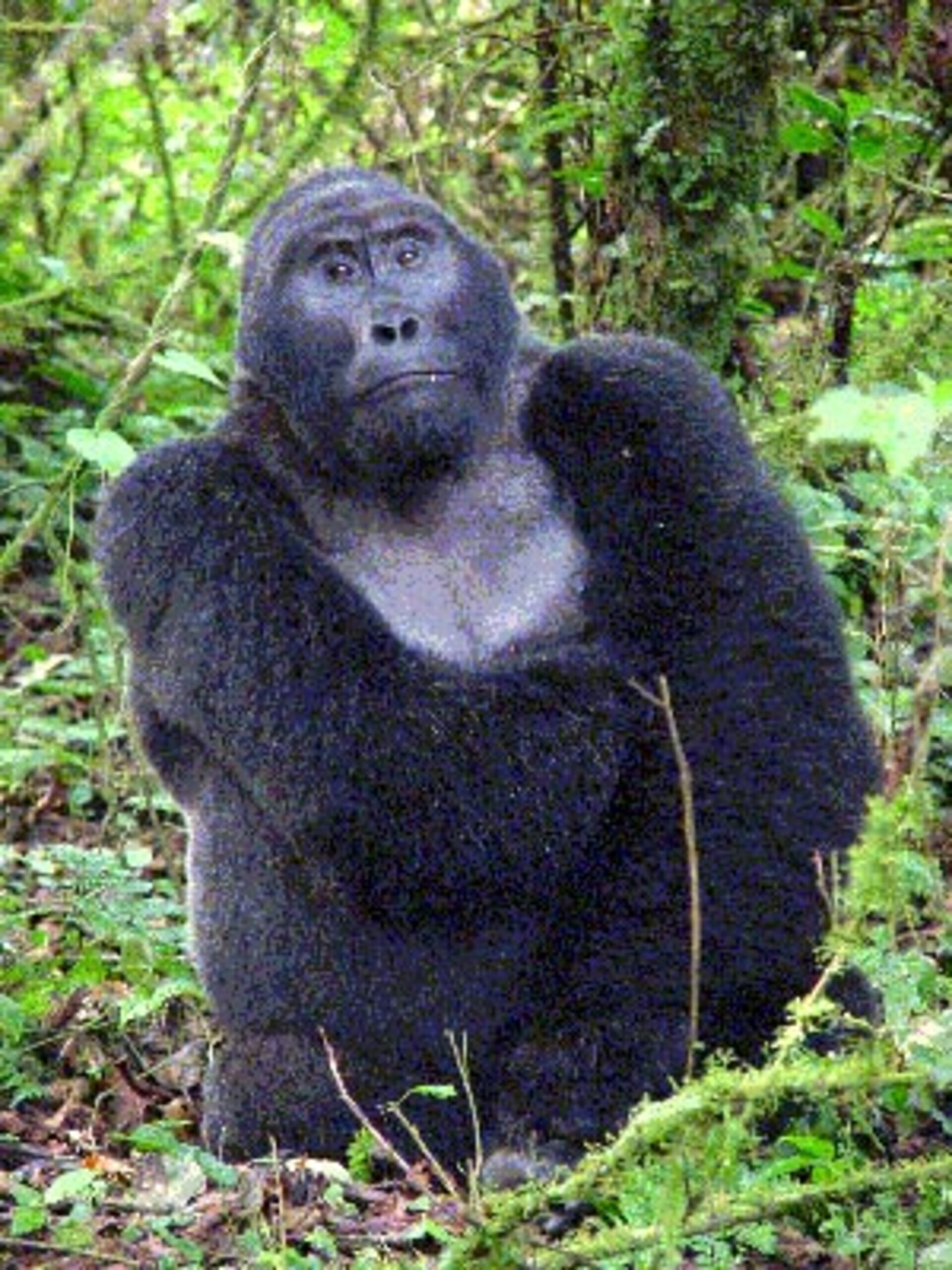 Gorilla in Uganda's Bwindi Impenetrable National Park