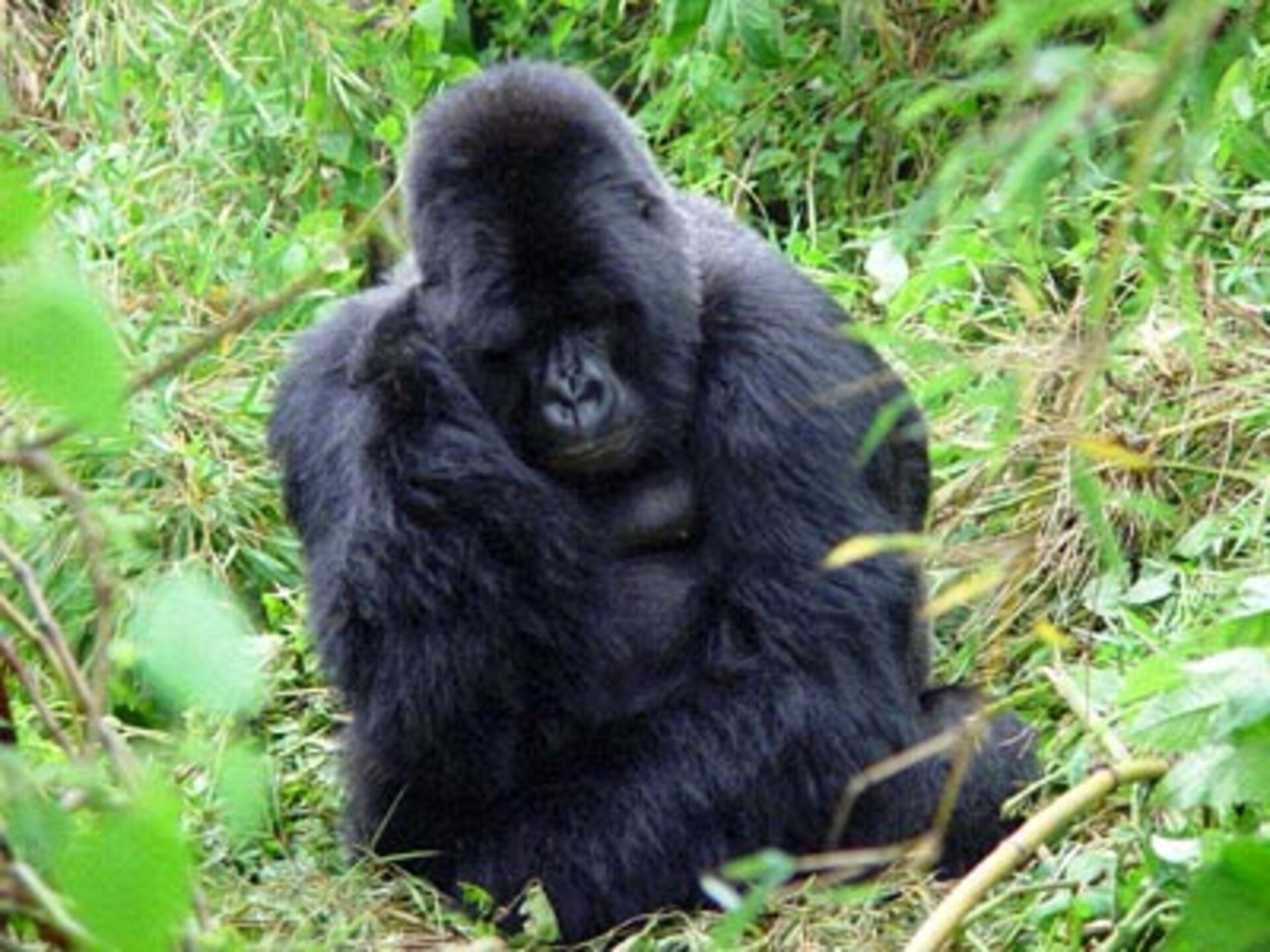 Gorilla in Virunga Volcanoes National Park