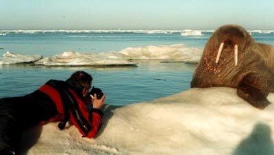 A photographer snaps a walrus