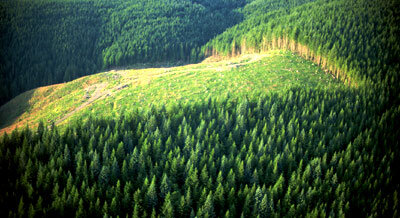 Een zevende deel van China is met bos bedekt