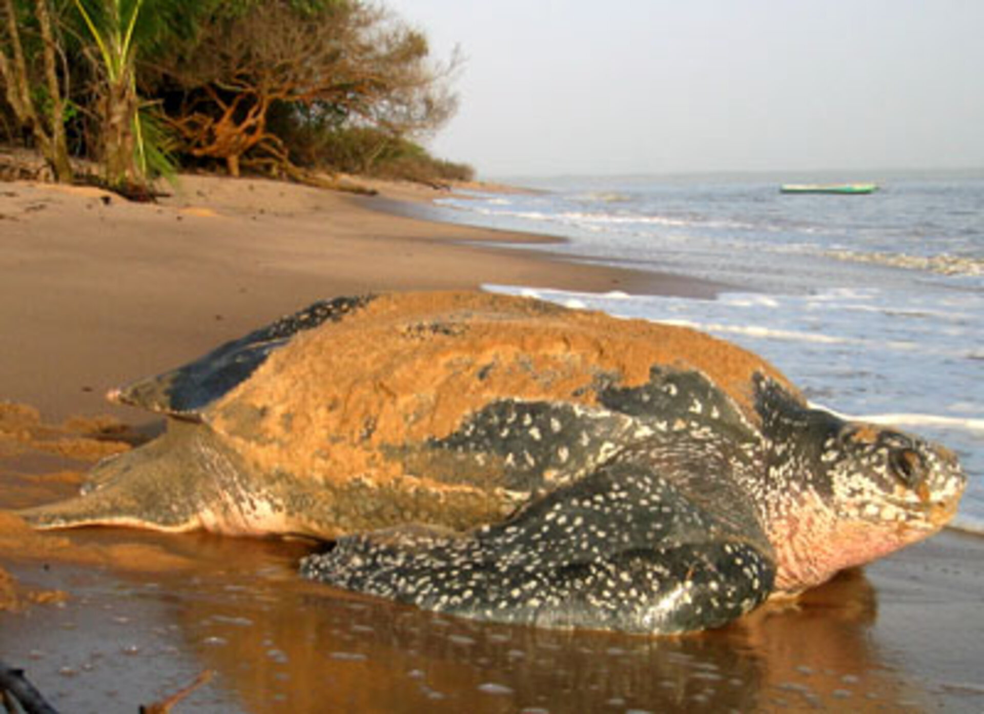 Havskildpaddernes vandring er blandt de emner, som data fra Envisat kan hjælpe forskerne med.