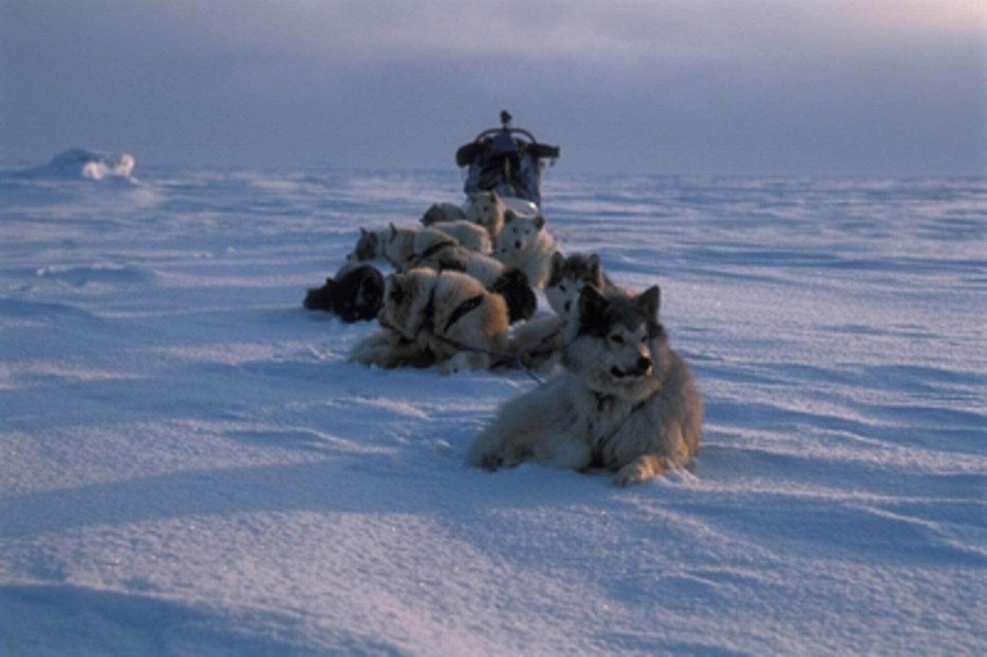 Gilles Elkaim with his dogs