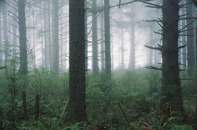 Il controllo dello stato dei boschi e delle foreste è un aspetto cruciale del protocollo di Kyoto
