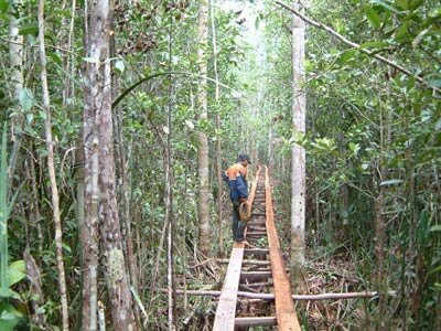 Validation of the Mawas test site, Kalimantan