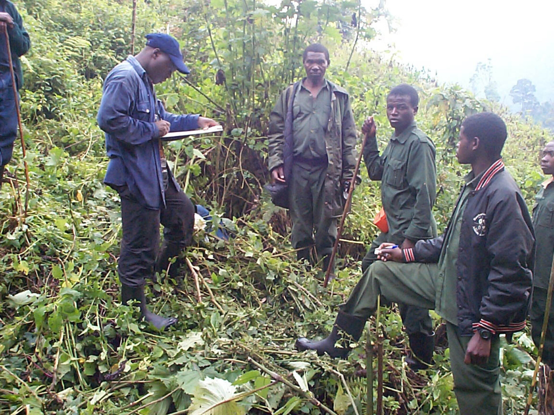 Conservation workers recording gorilla nests