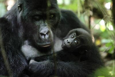 Mountain gorilla in Kahuzi Biega National Park