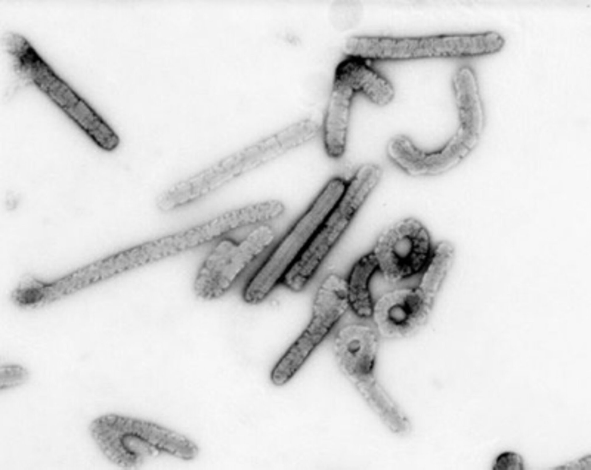Marburg virus image