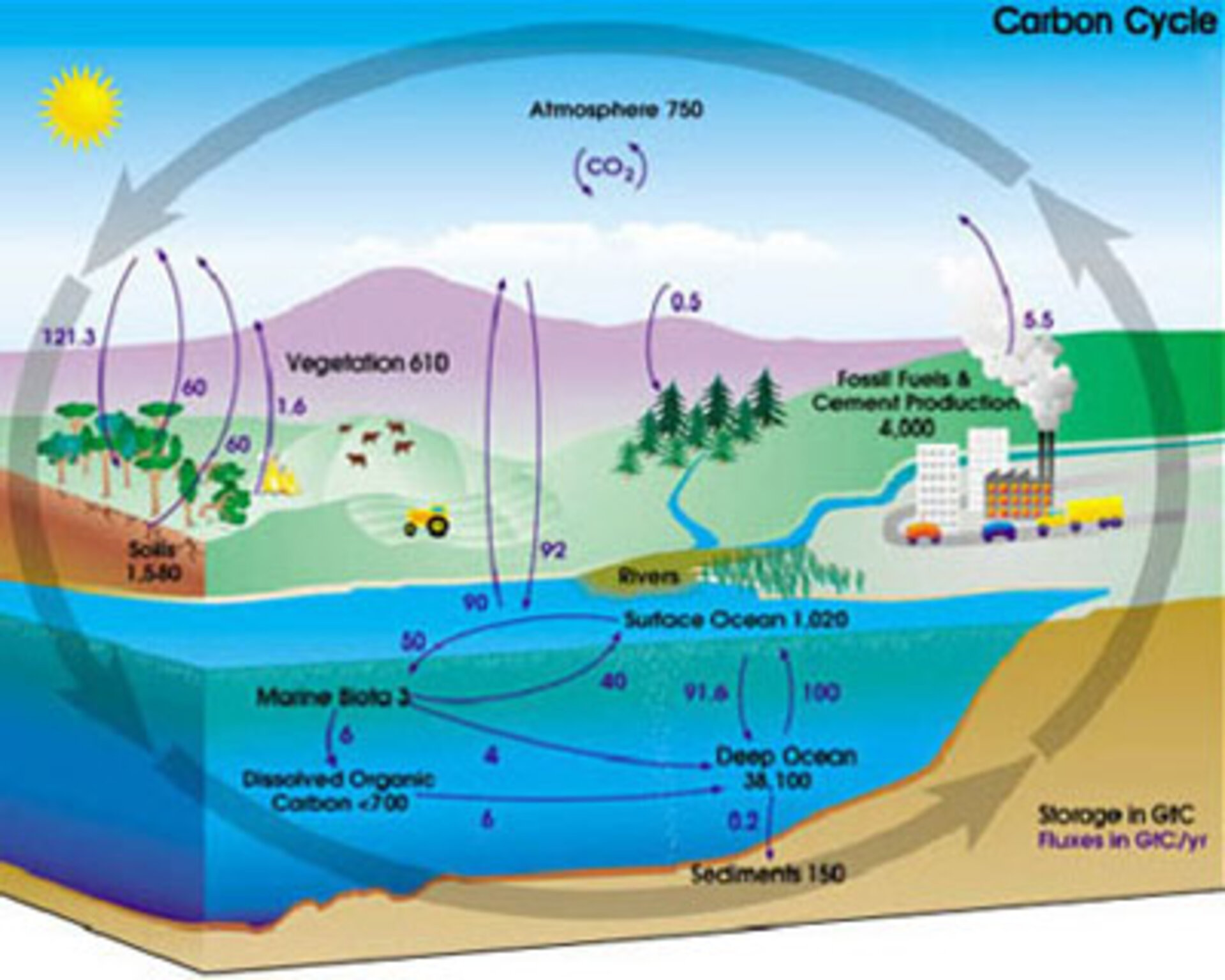 The carbon cycle