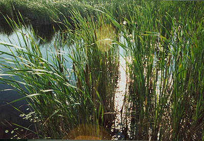 Wetlands are a global resource