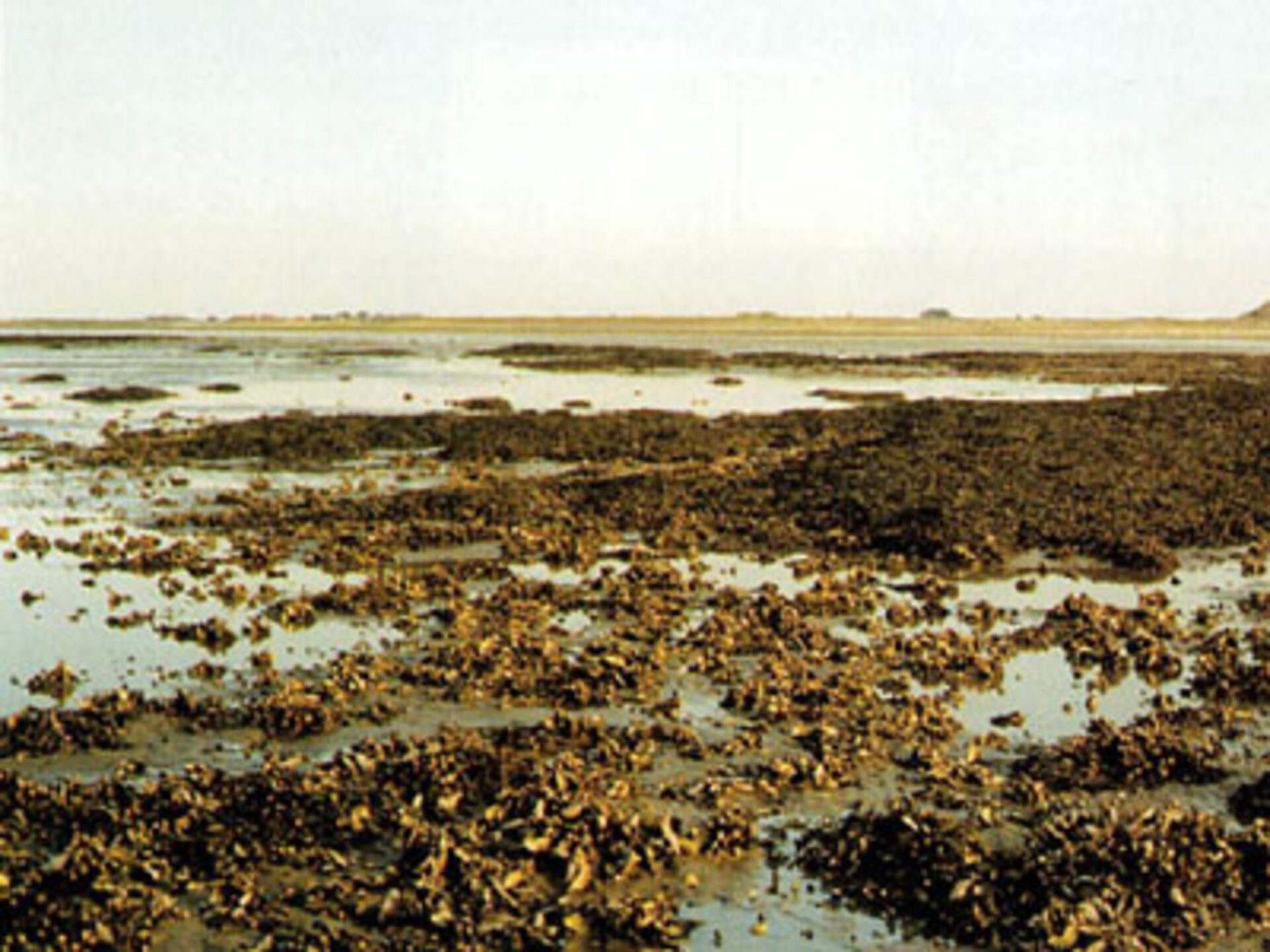 Ergiebiges Jagdrevier der Forscher: Muschel- und Austernbänke vor der Insel Sylt