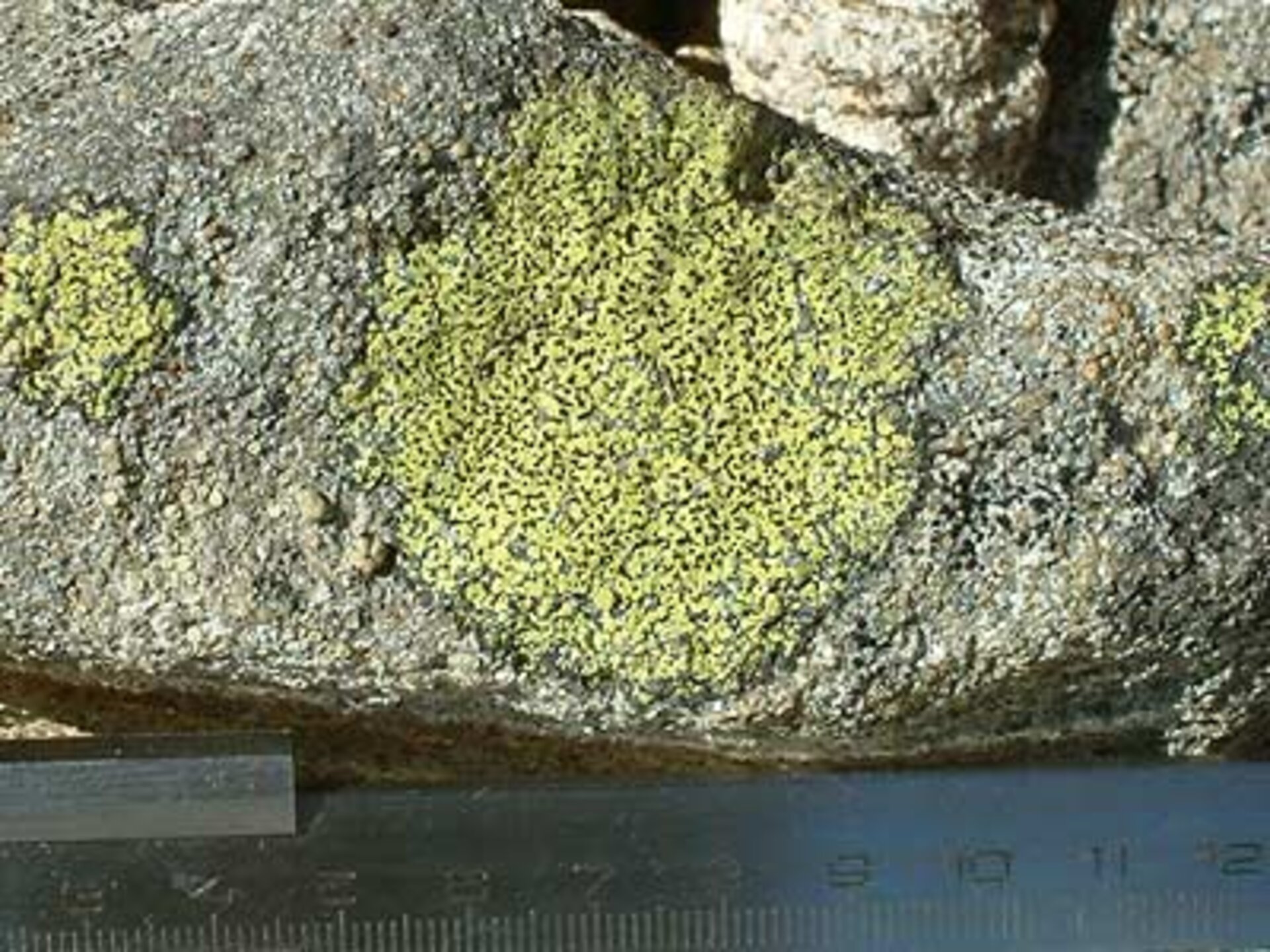 Rhizocarpon geographicum, species of lichen
