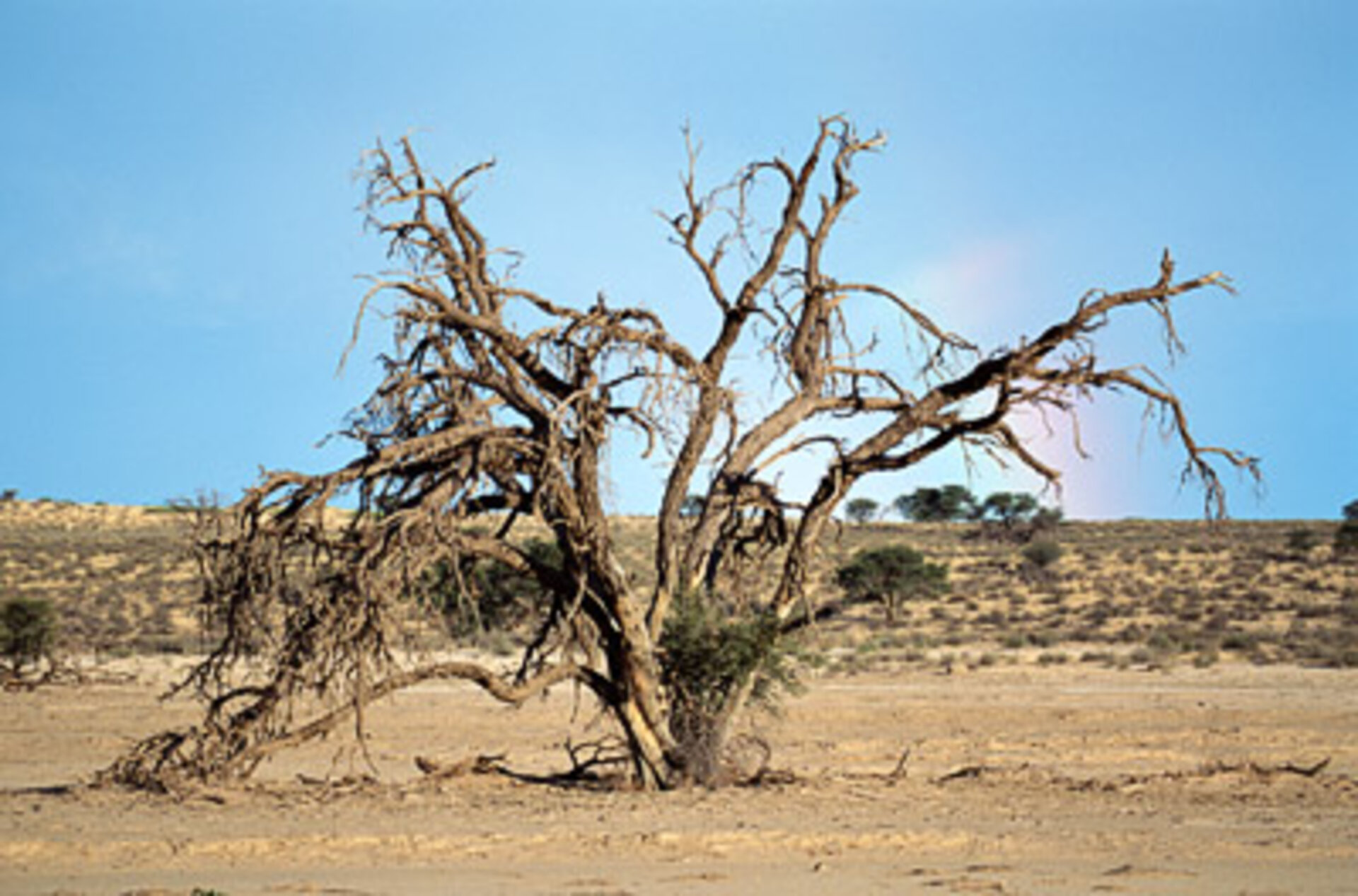 Desertificação