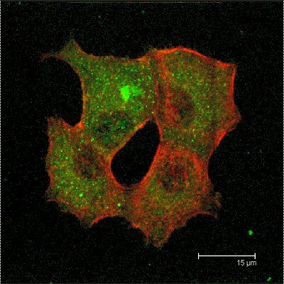 The Space Biology Group researches the behaviour of cells in weightlessness