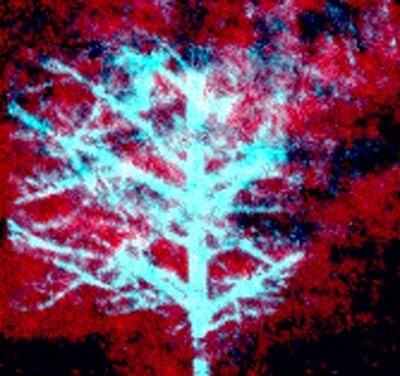 Multispectral fluorescence composite of tree sample
