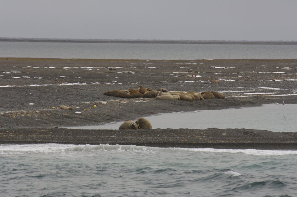 "The walruses seemed to be asleep as well"